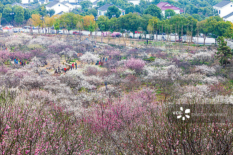 江苏苏州光福香雪海图片素材