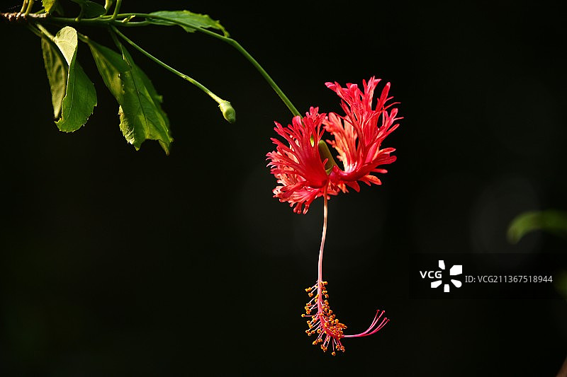 灯笼花图片素材