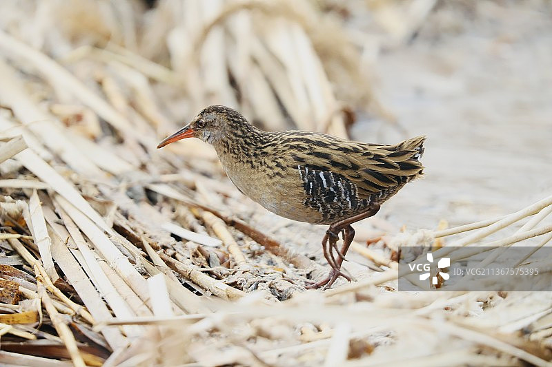 普通秧鸡图片素材