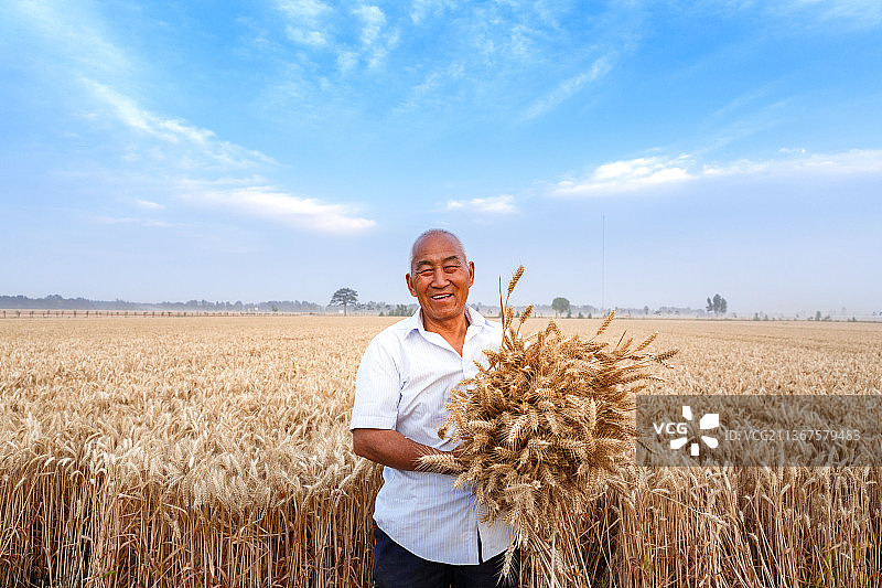 麦地里抱着麦穗的农民伯伯图片素材