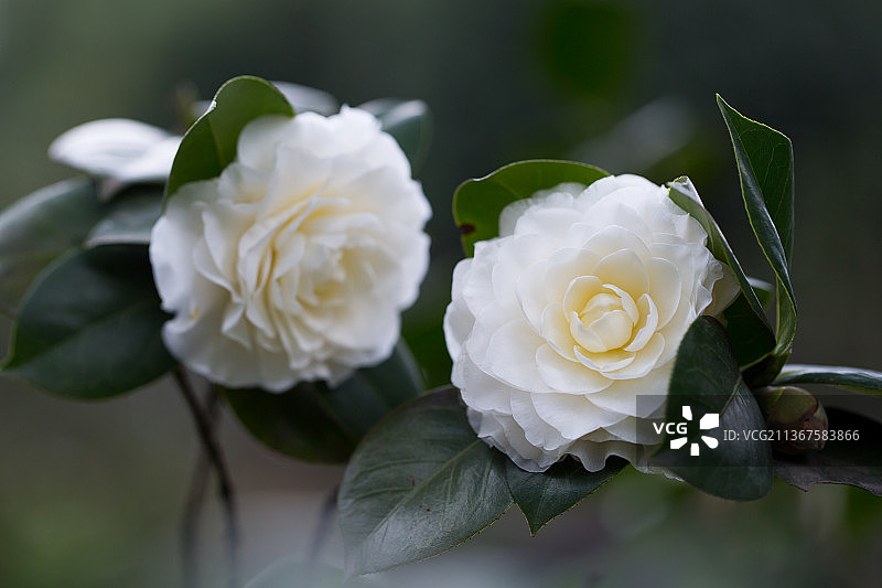 两朵白色山茶花图片素材