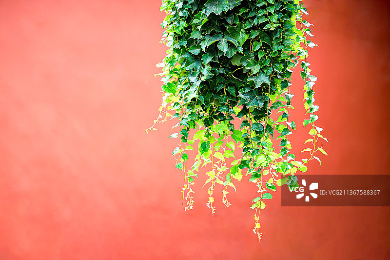 北京故宫红墙绿萝图片素材