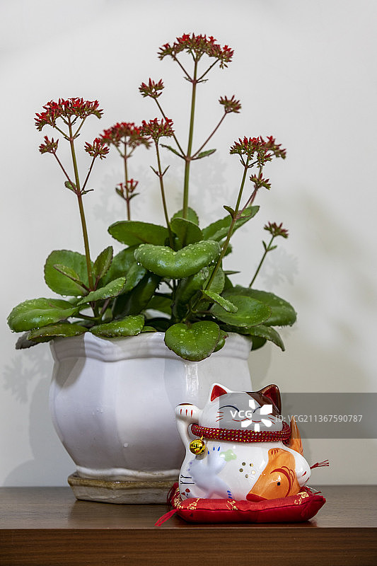 长寿花与招财猫图片素材