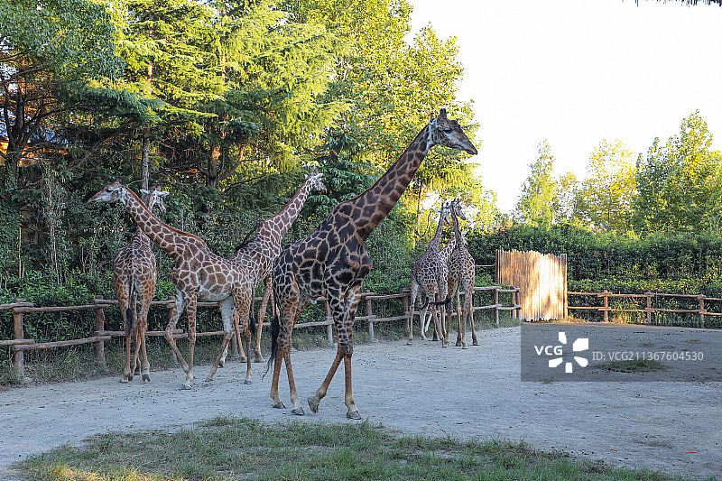动物长颈鹿图片素材