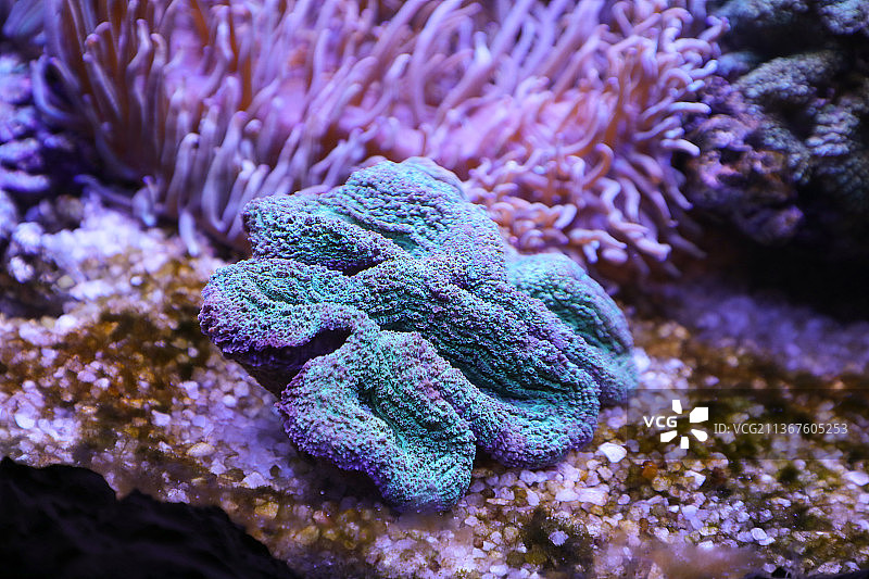 海洋馆水族馆珊瑚群图片素材