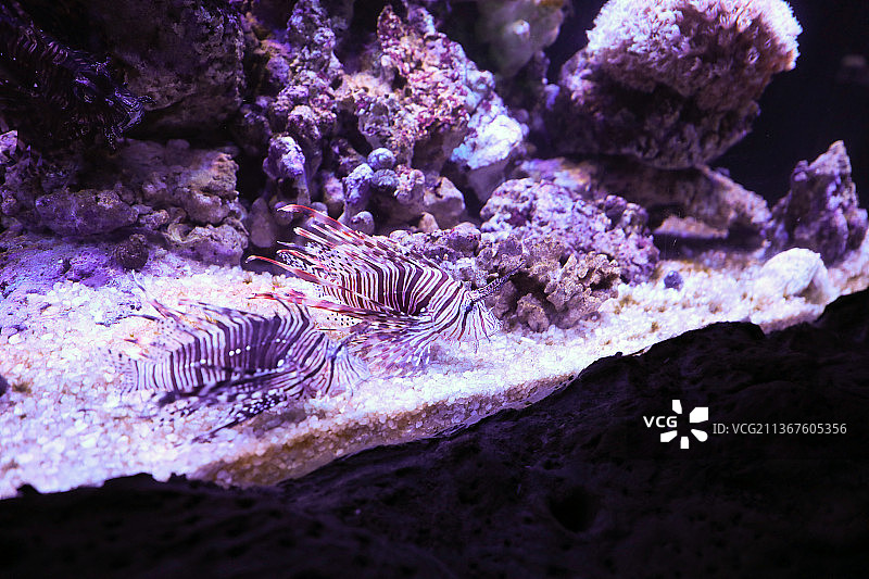 海洋馆水族馆狮子鱼图片素材