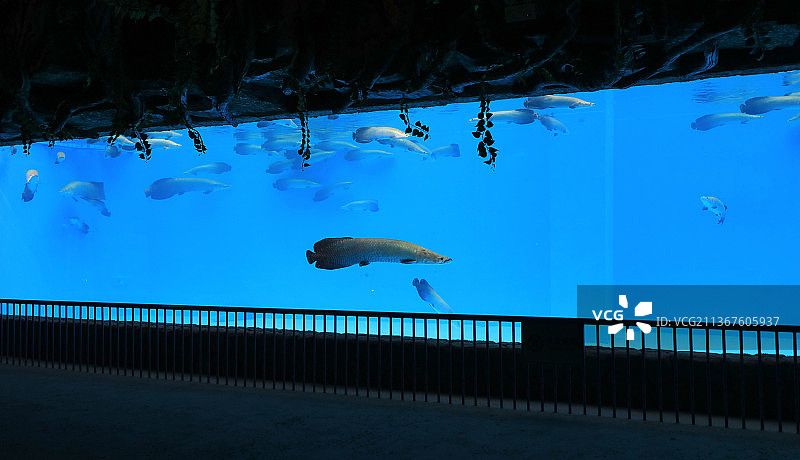 水族馆海洋馆里的巨骨舌鱼图片素材