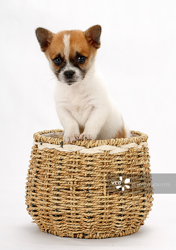 一只中华田园犬品种的小狗图片素材