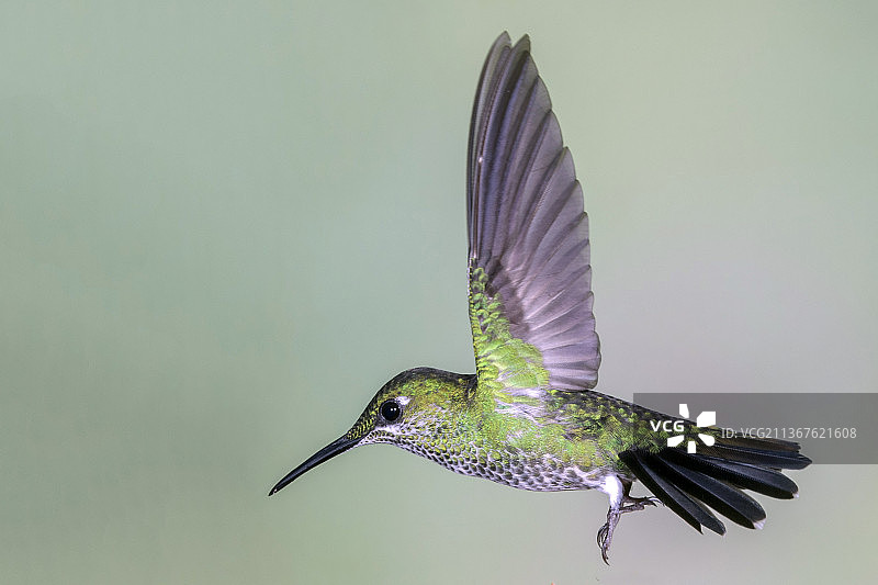 绿冠辉蜂鸟图片素材