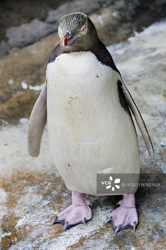 黄眼企鹅图片素材