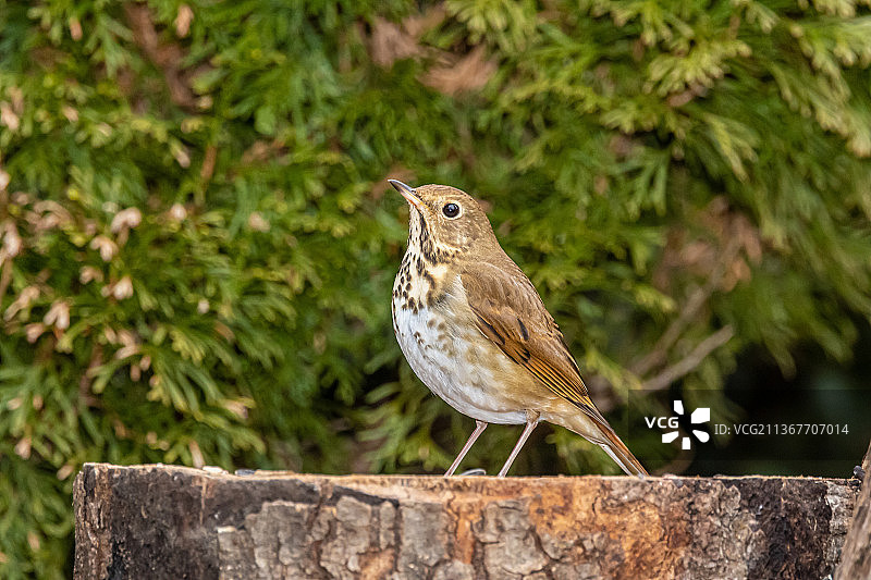 隐士鸫鸟图片素材