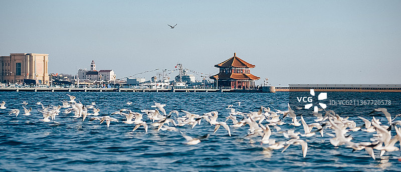 争渡争渡，惊起一滩鸥鹭(青岛市栈桥海鸥与海)图片素材