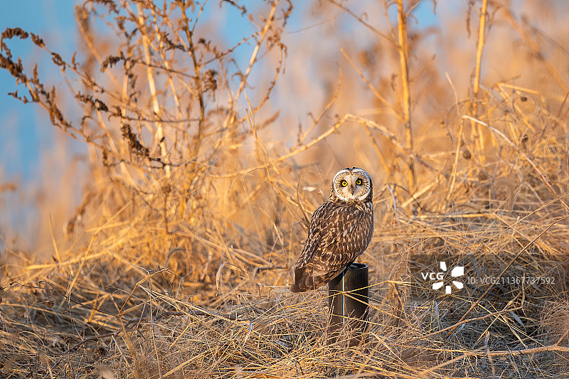 一只扭头回看的短耳鸮图片素材