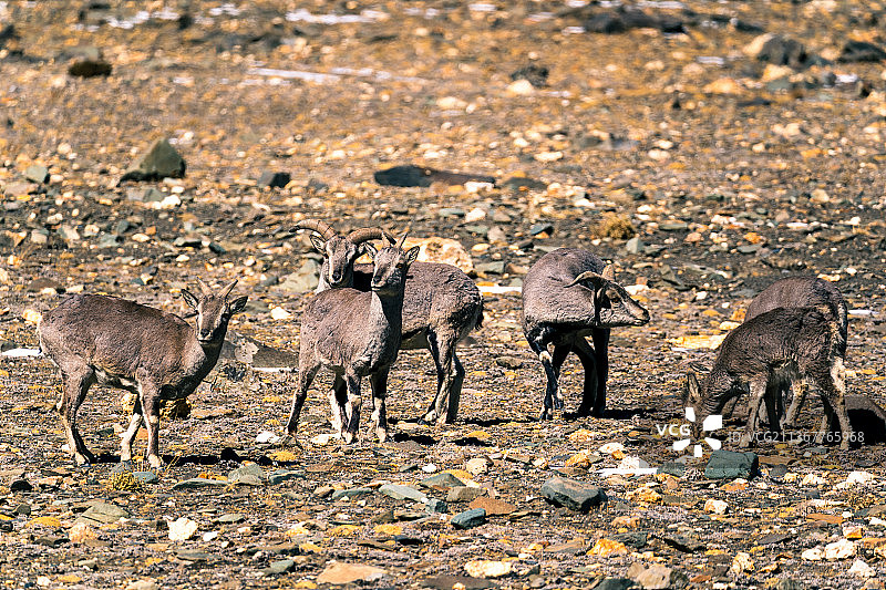 岩羊图片素材