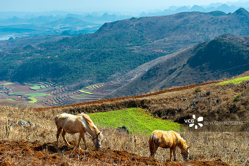 云南文山普者黑舍得草场的马图片素材
