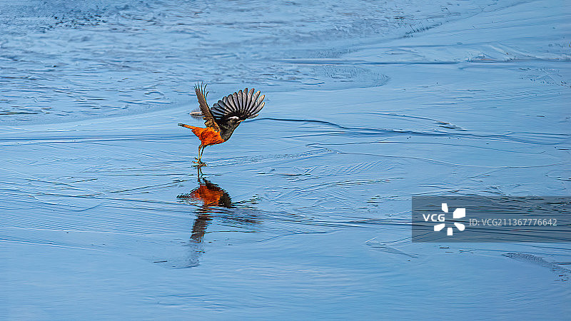 白顶溪鸲图片素材
