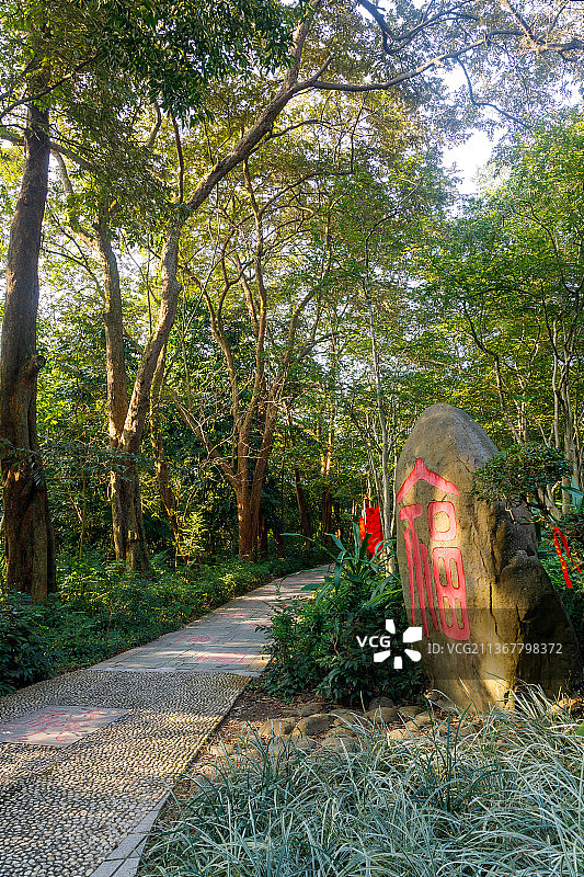 广西药用植物园百福人行小径图片素材
