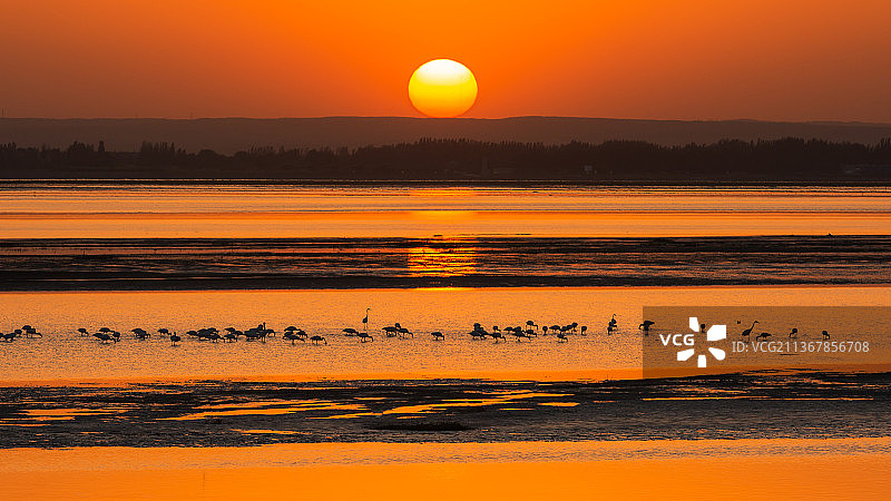 乌海湖的候鸟图片素材