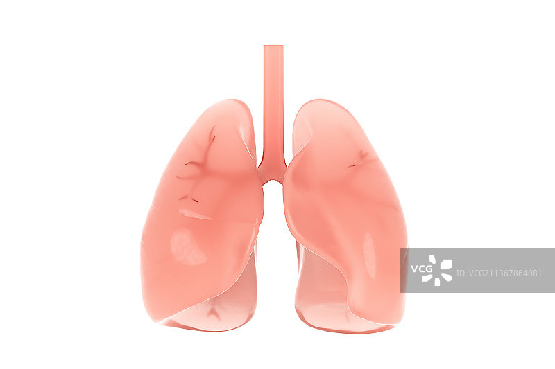 3D渲染的肺部结构图片素材
