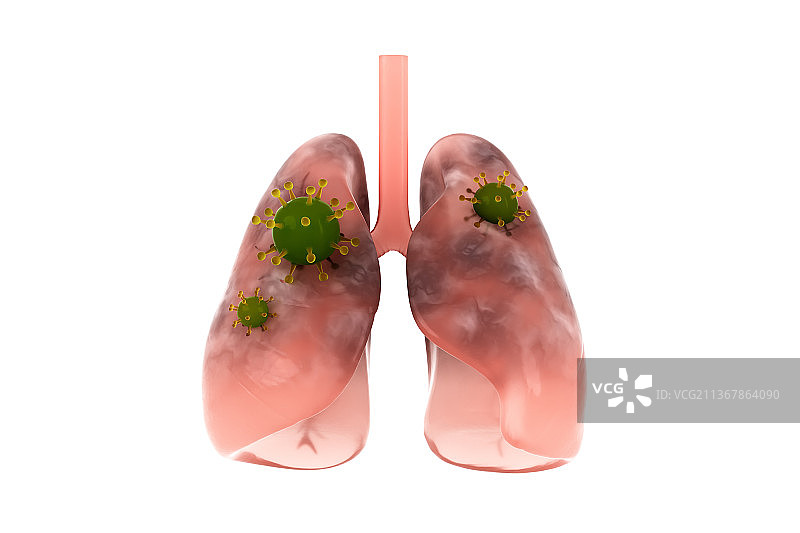 3D渲染的肺部结构图片素材
