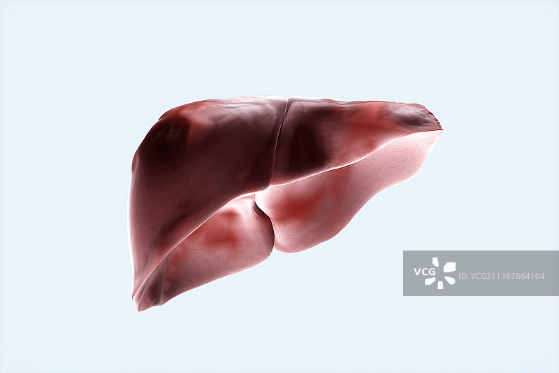 3D渲染的人体肝脏结构图片素材