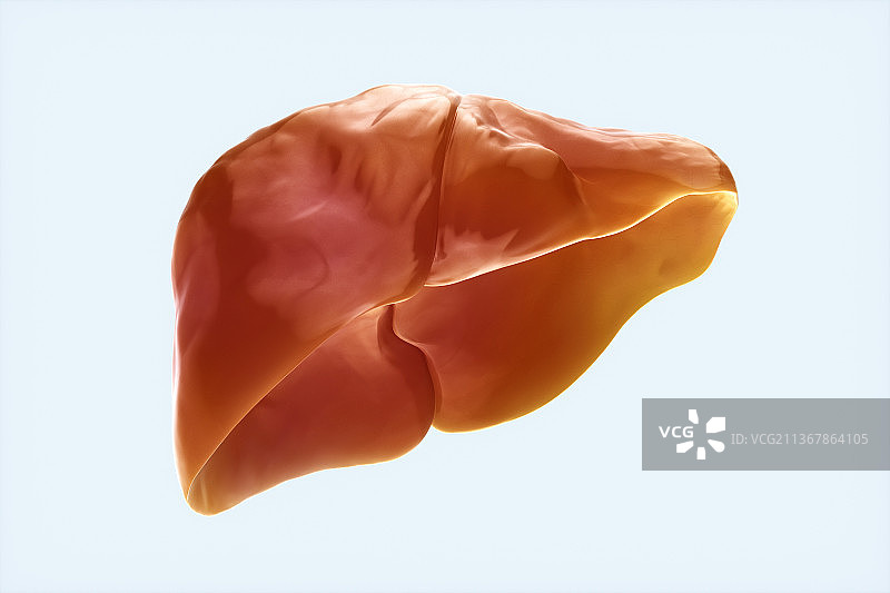 3D渲染的人体肝脏结构图片素材