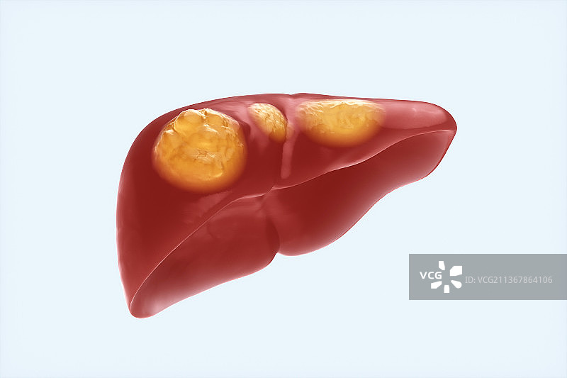 3D渲染的人体肝脏结构图片素材