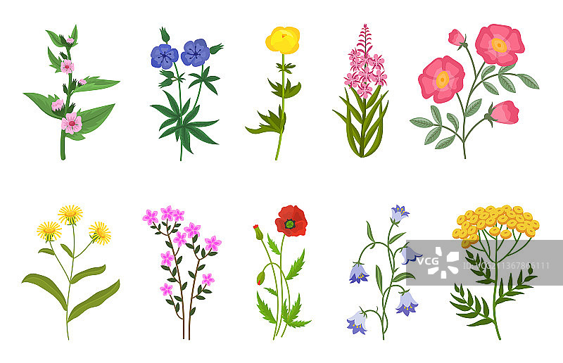 各种野花图片素材