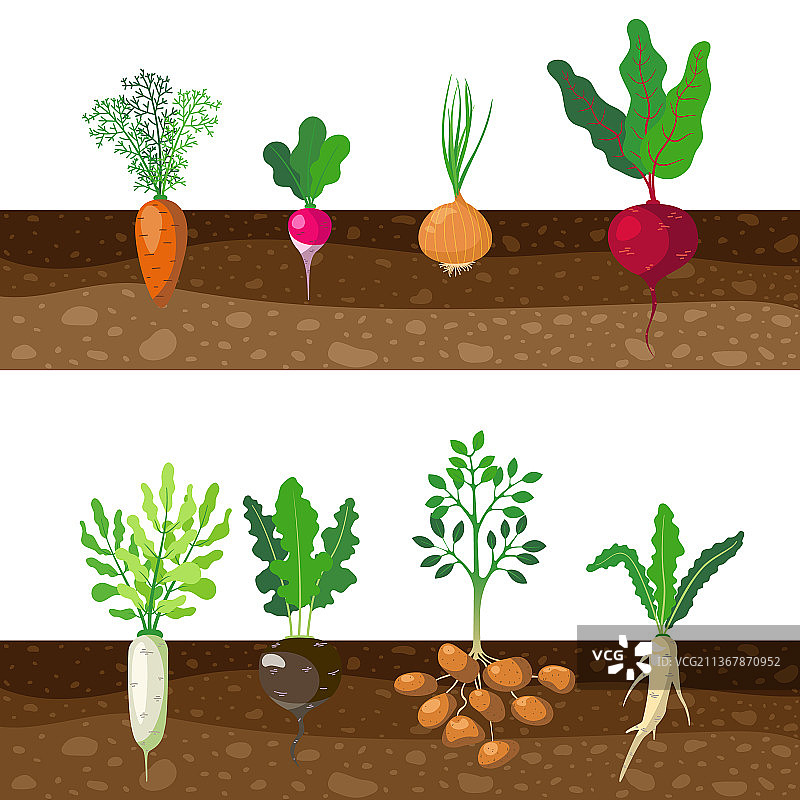不同种类的根茎类蔬菜生长图图片素材