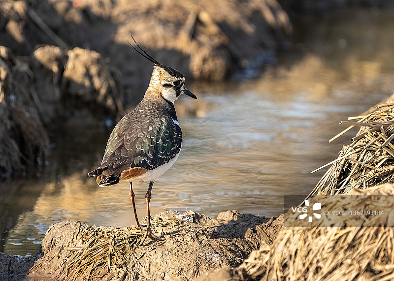凤头麦鸡图片素材