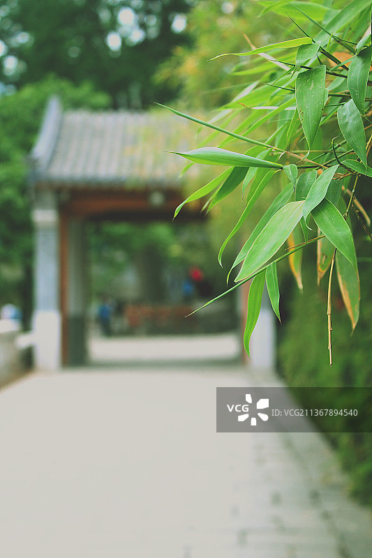 中国北京龙泉寺著名景区，前景聚焦拍摄一片绿色的竹叶图片素材