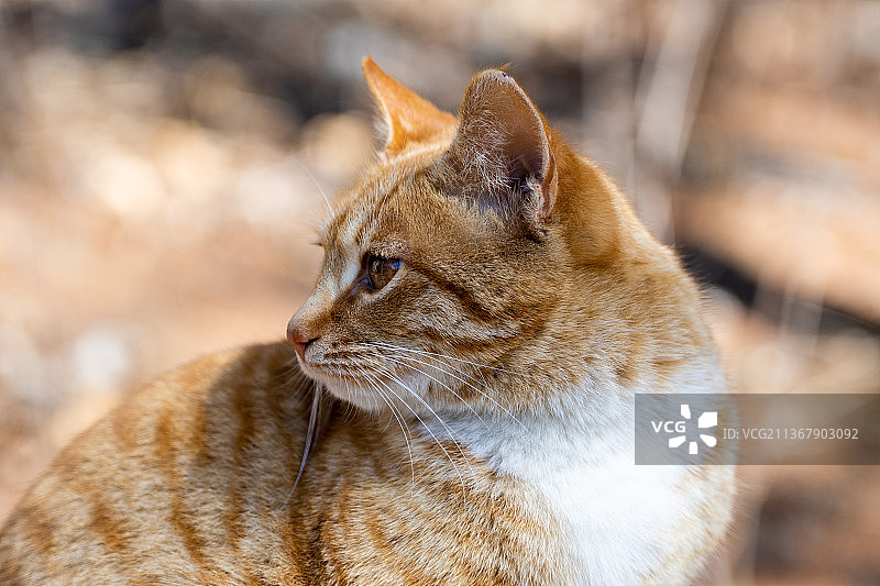 山东青岛崂山巨峰风景区图片素材