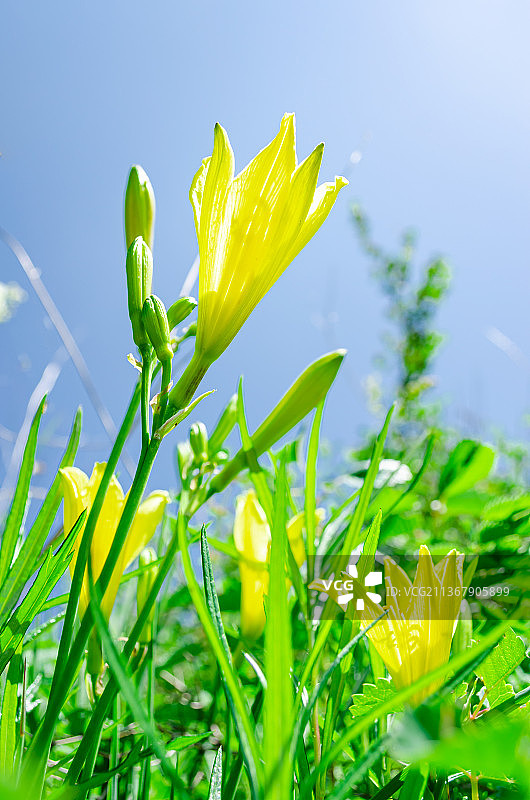 中国河北省张家口市崇礼县草原天路风景区，著名旅游景点，山上的野花金娃娃萱草图片素材