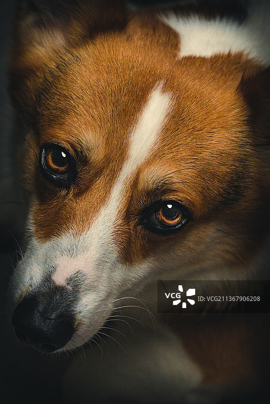 柯基犬特写图片素材