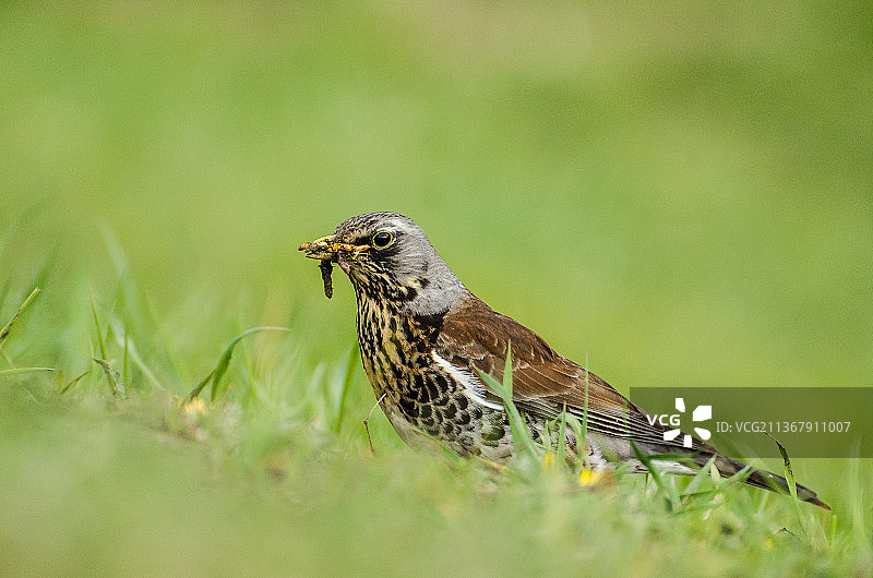 特写：俄罗斯托木斯克栖息在草地上的歌鸫图片素材