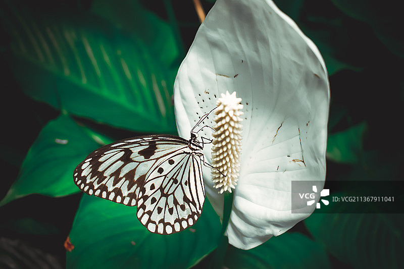英国切斯特的白鹤芋上的大绢斑蝶图片素材