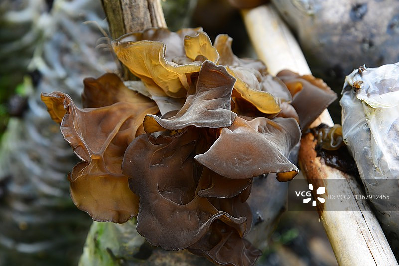 黑木耳图片素材