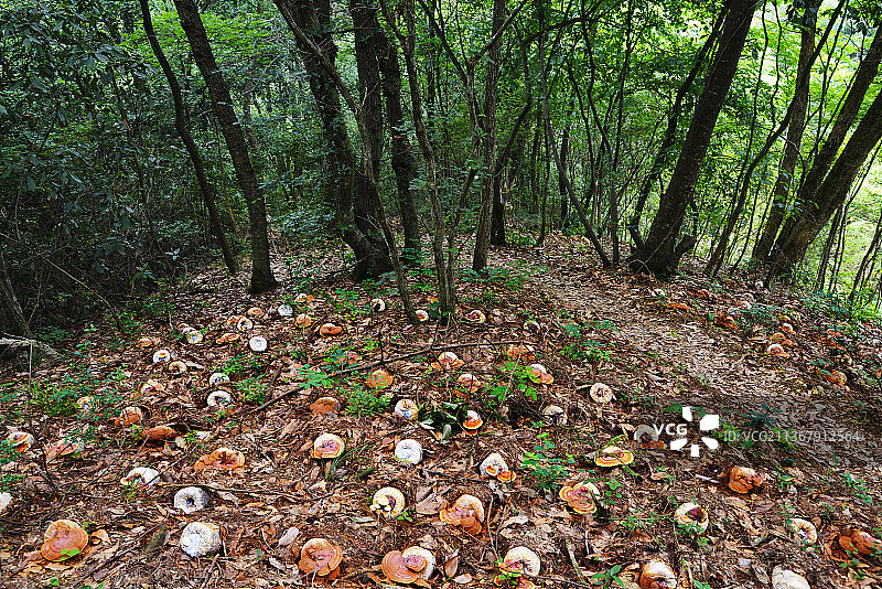 野生环境培育灵芝图片素材