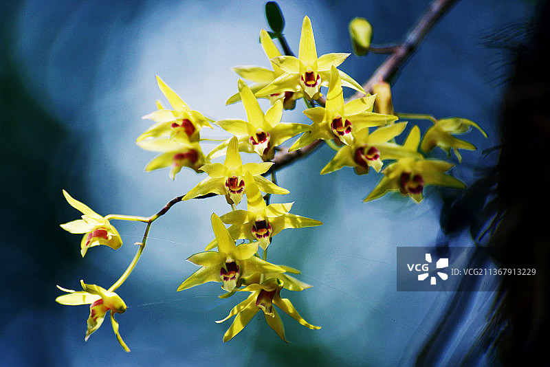 石斛人工培植图片素材