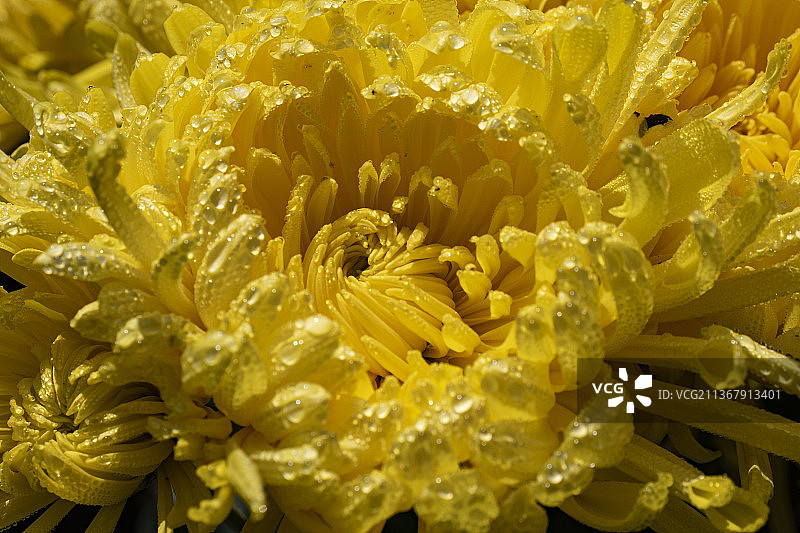 金丝皇菊图片素材