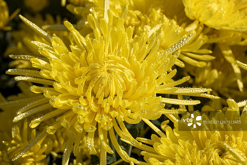 金丝皇菊图片素材