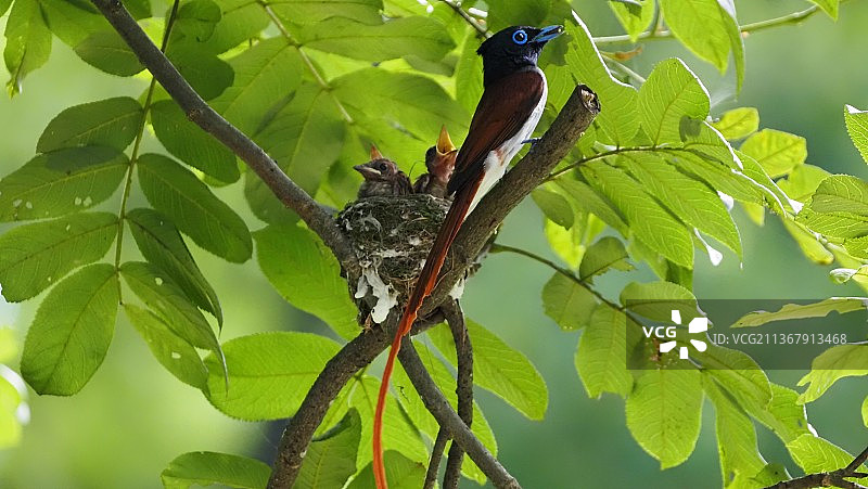 寿带鸟图片素材