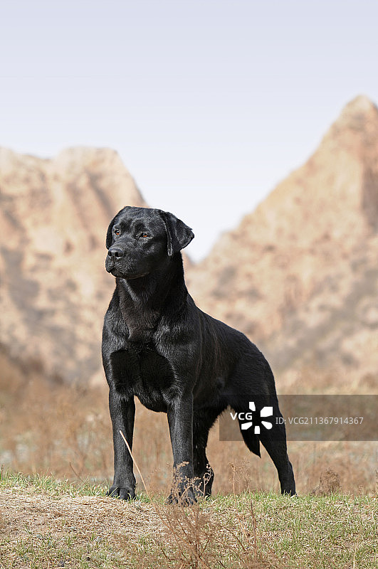 拉布拉多寻回猎犬图片素材