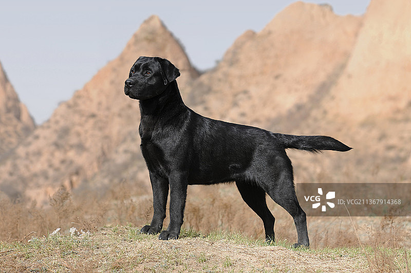 拉布拉多寻回猎犬图片素材