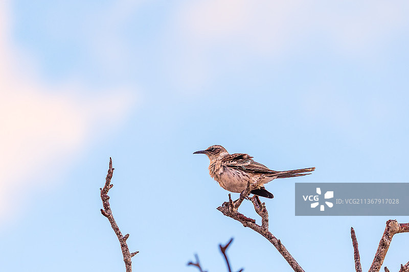 南美厄瓜多尔加拉帕戈斯群岛上的达尔文雀图片素材