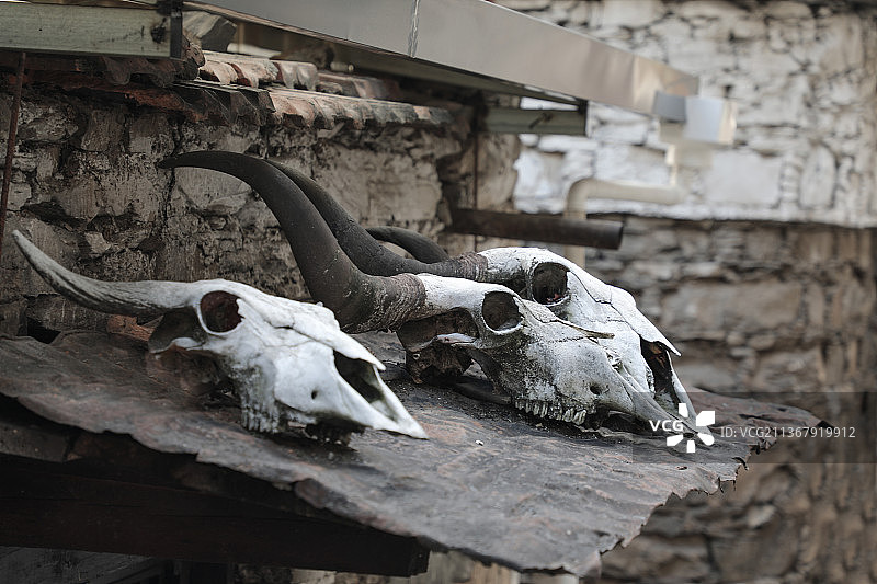 屋面牛头骨图片素材