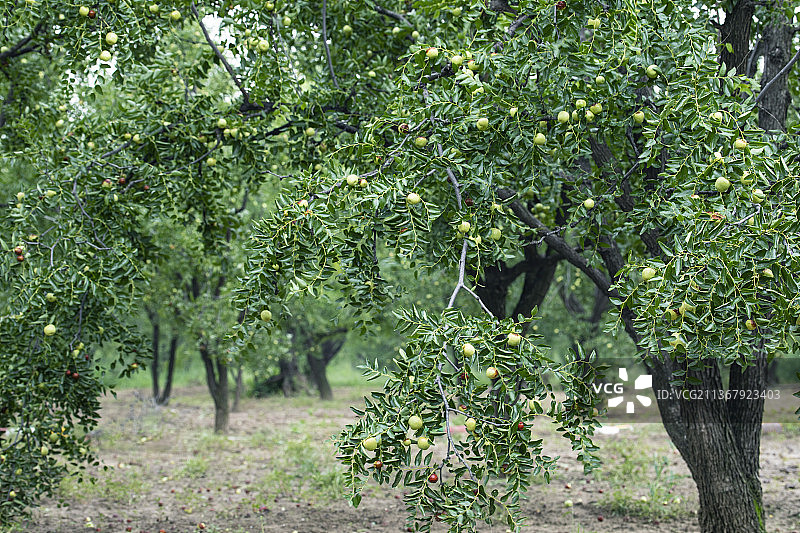 即将成熟的河南灵宝大枣图片素材