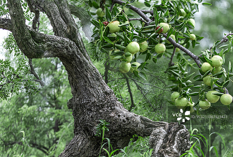 即将成熟的河南灵宝大枣图片素材