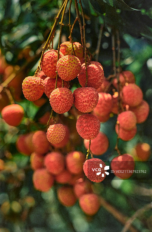 荔枝图片素材