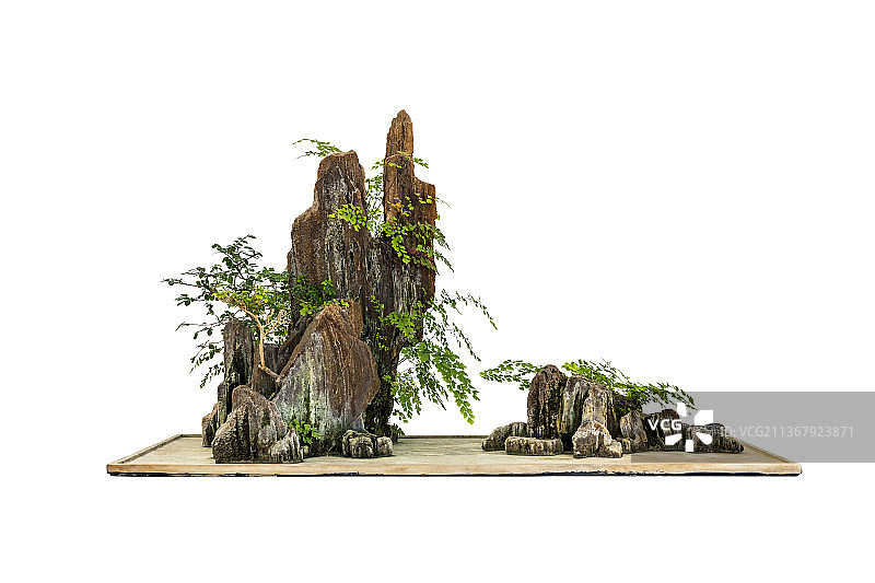 盆景特写图片素材